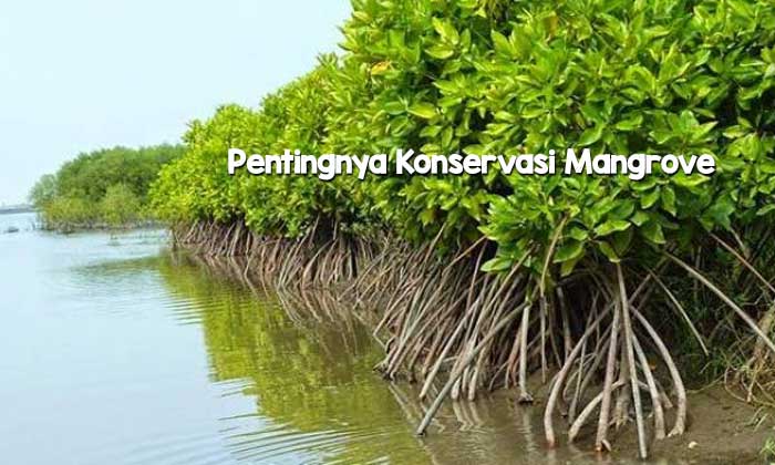 Pentingnya Konservasi Mangrove